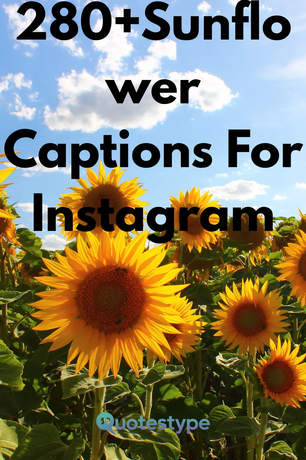 sunflower-captions-for-instagram