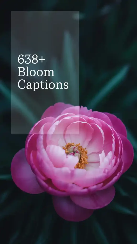 Bloom Captions