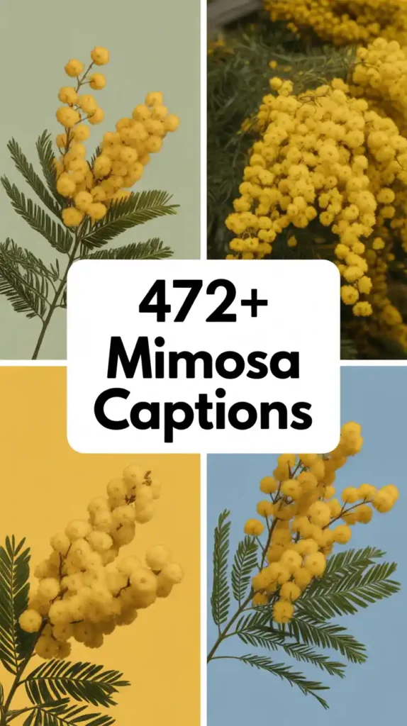 Mimosa Captions
