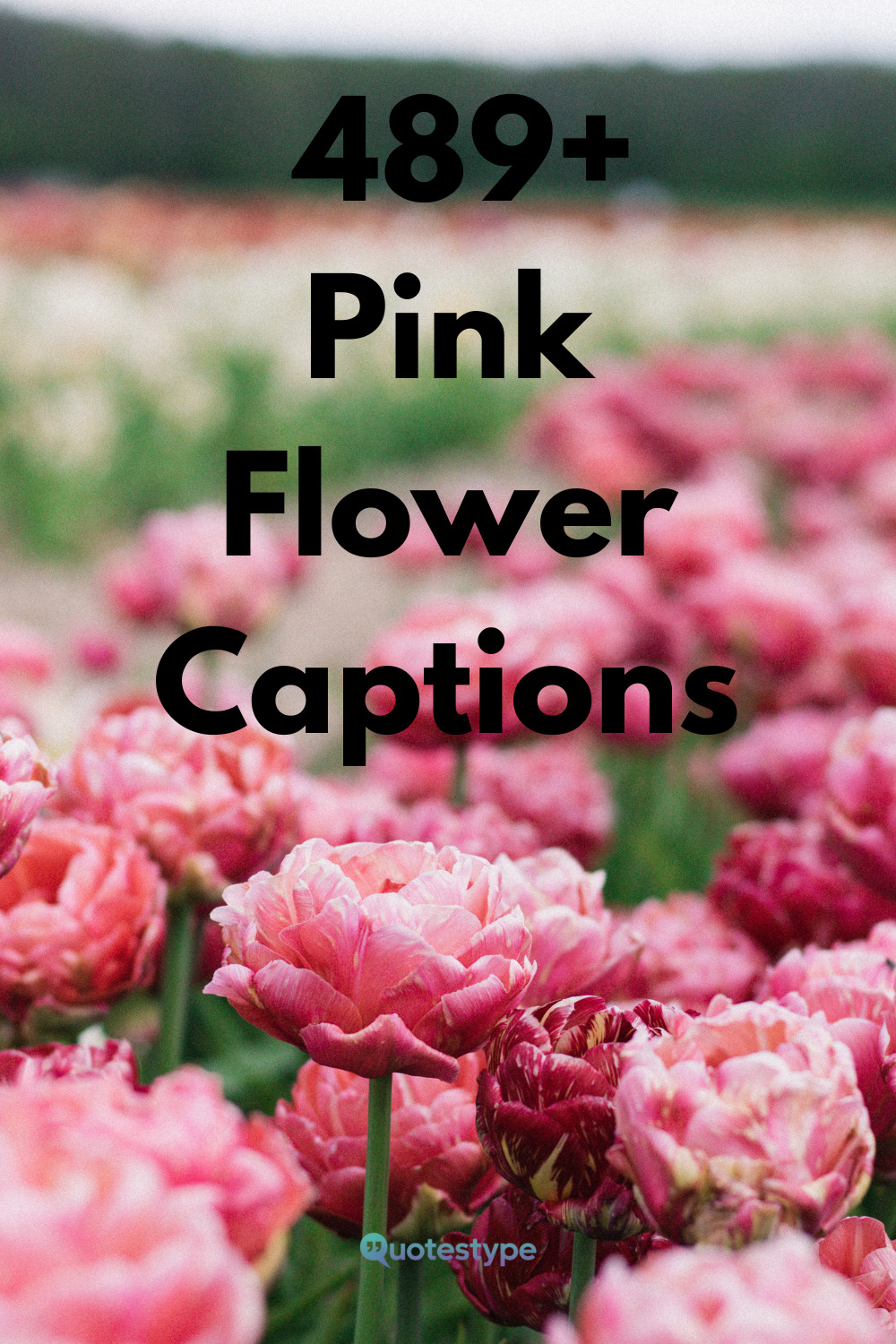 pink-flower-captions-for-instagram